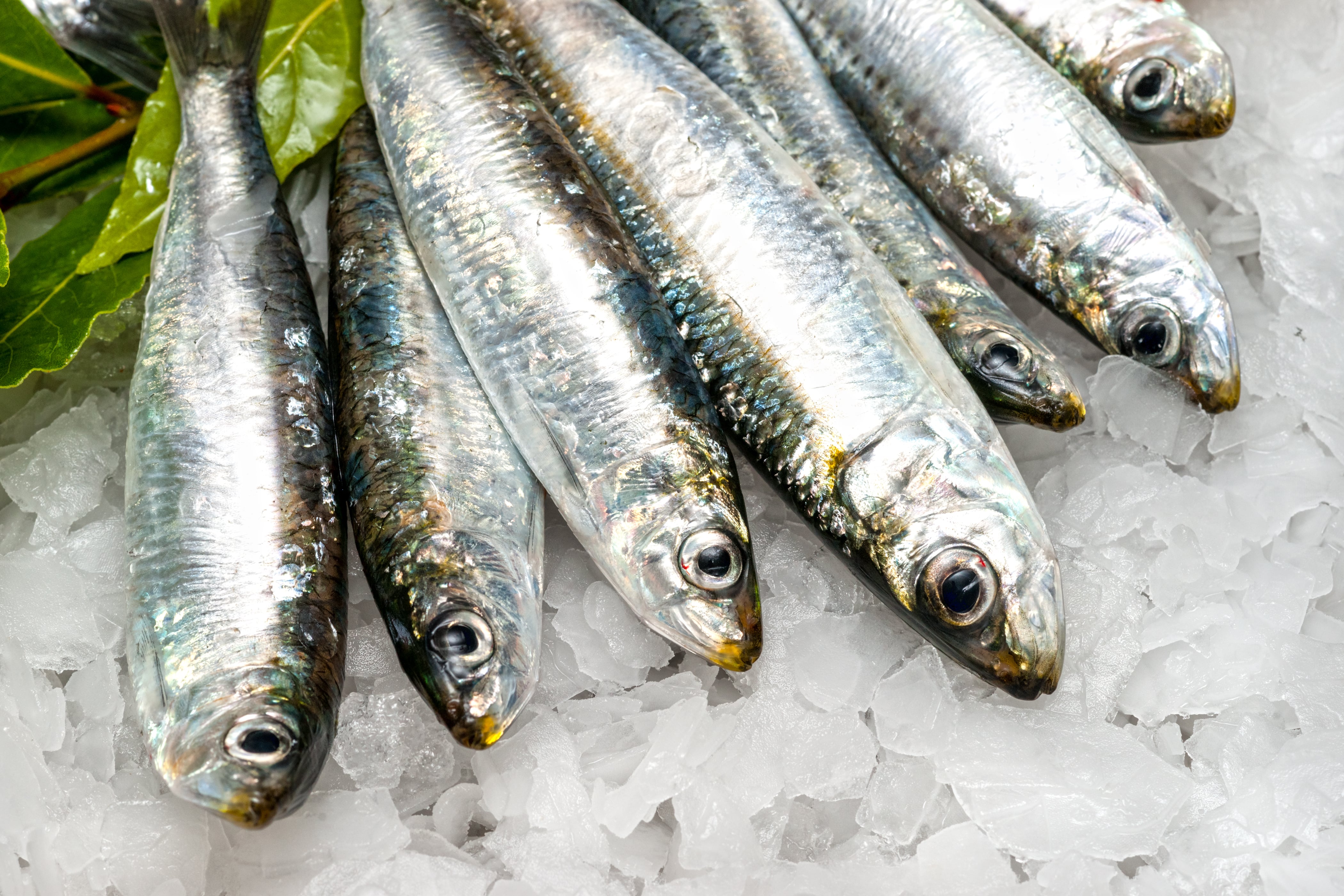 La sardina pertenece al grupo de pescado azul