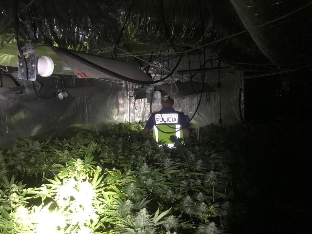 Cultivo de marihuana encontrado por los agentes en Gandia. 