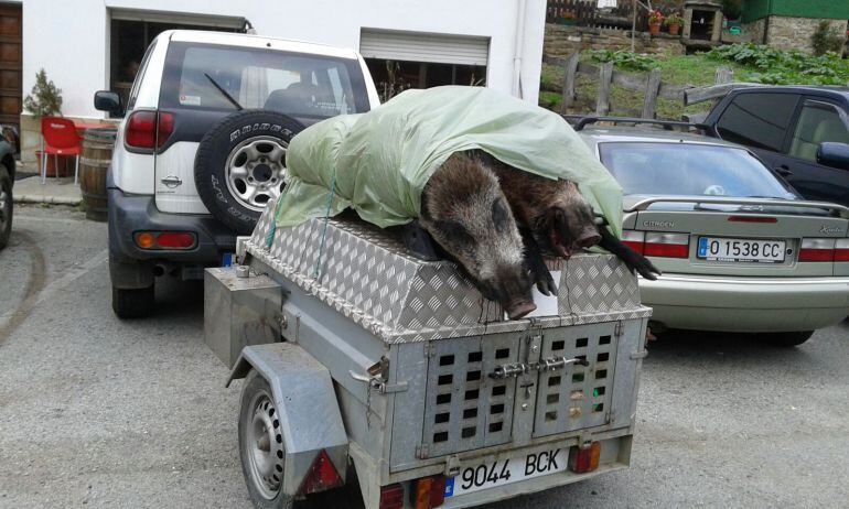 Dos jabalíes abatidos por una cuadrilla en una cacería autorizada en Caso, en el Parque Natural de Redes.