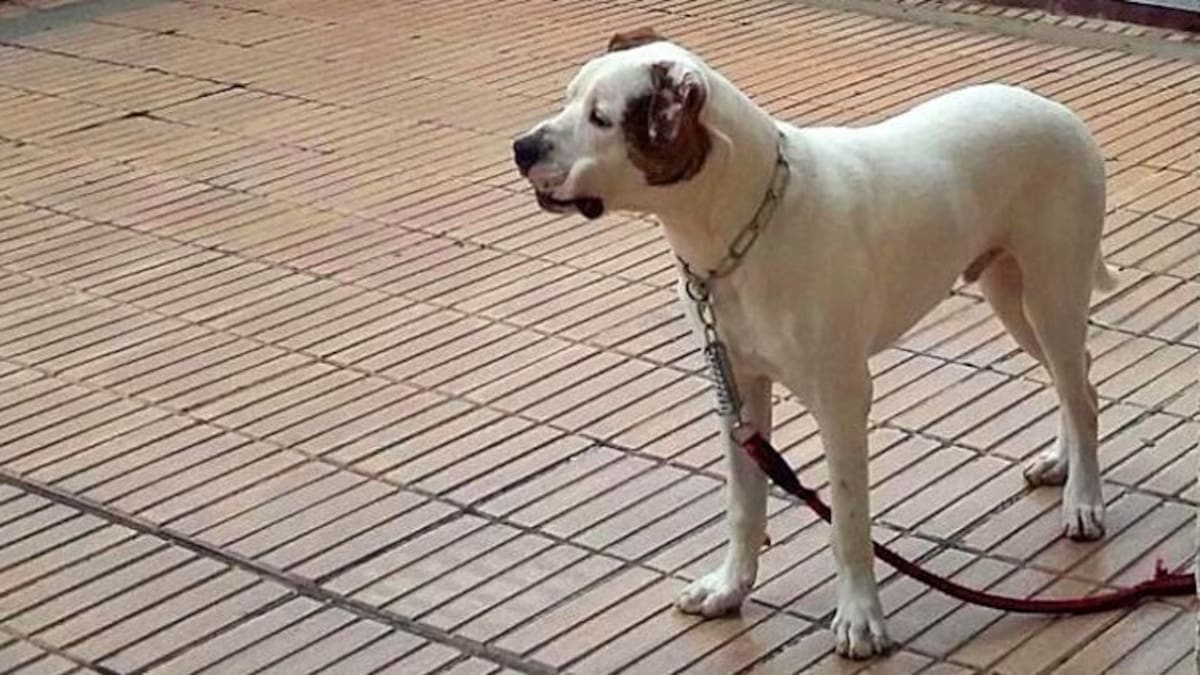 Condenada una clínica veterinaria por la muerte de un perro tras ser esterilizado