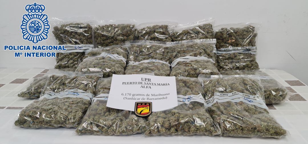 Cogollos de marihuana decomisados en Sanlúcar