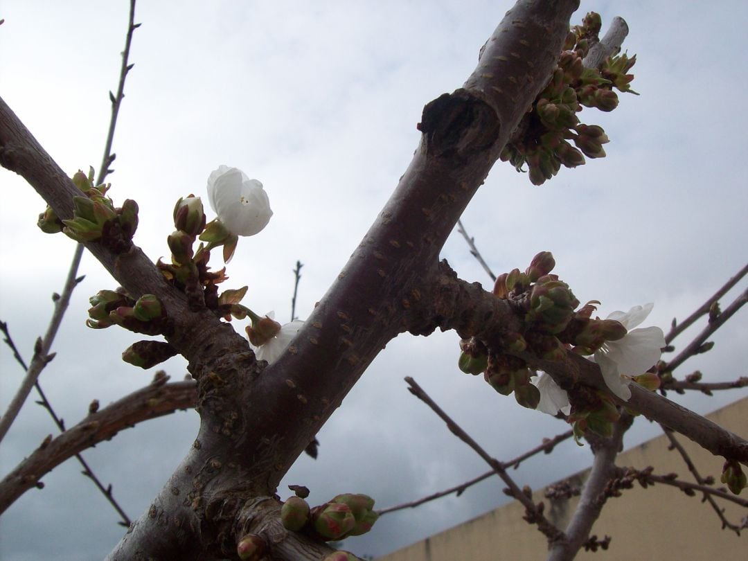 Cerezo con brote y las primeras flores en el mes de marzo