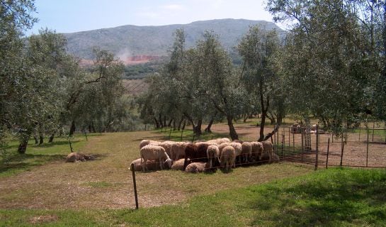 La introduccion de ganado ovino en el olivar mejora la situación de los suelos según las conclusiones preliminares de los estudios de la UJA