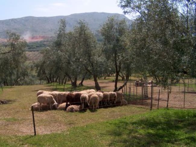 La introduccion de ganado ovino en el olivar mejora la situación de los suelos según las conclusiones preliminares de los estudios de la UJA
