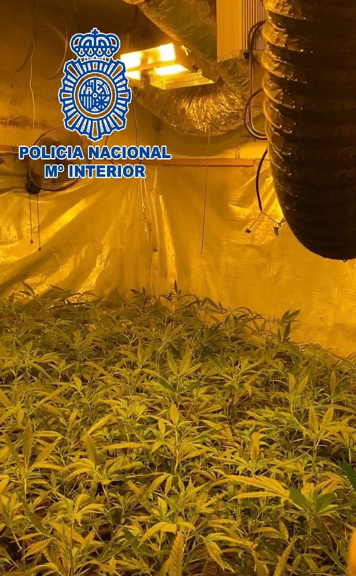 Imagen de una de las plantaciones de marihuana intervenidas