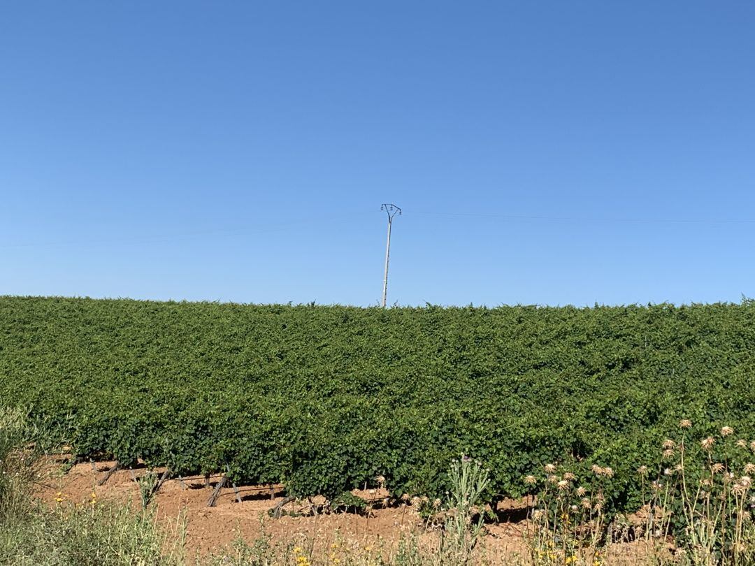 Los viñedos de Rueda pronto se quedarán sin uva porque ya ha comenzado la vendimia