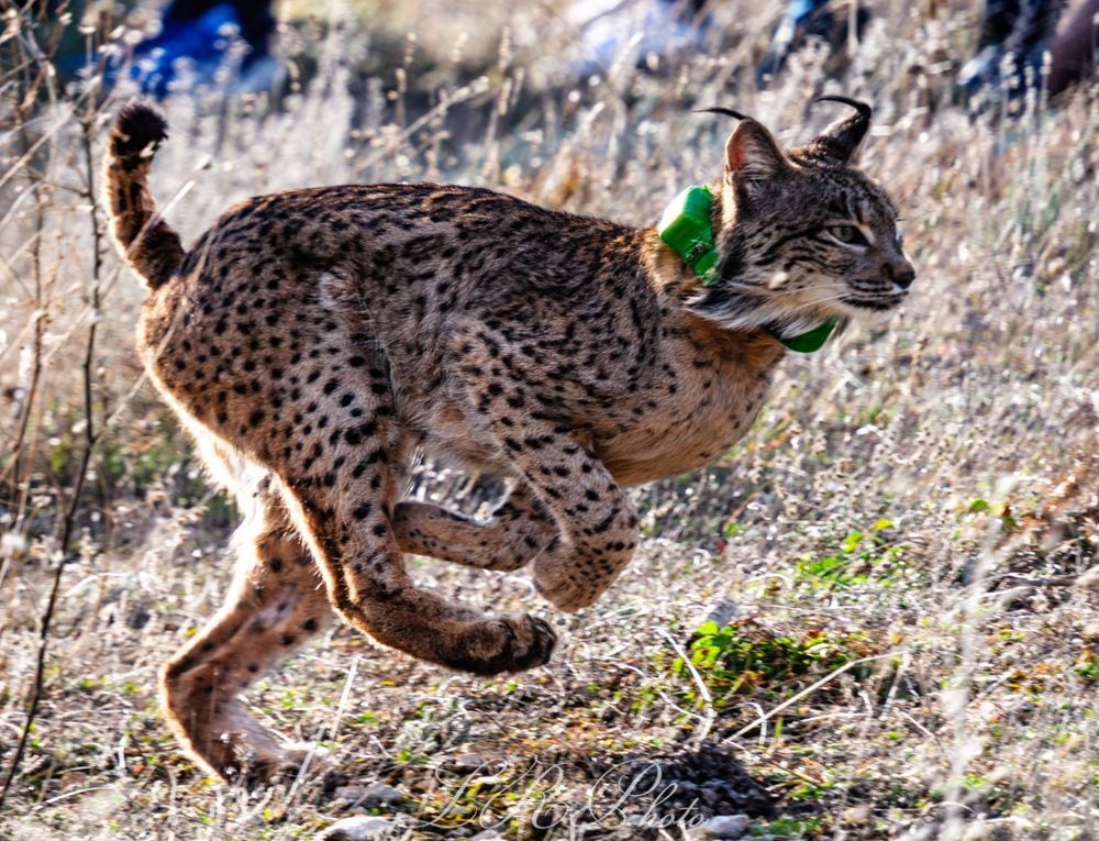 Lince ibérico liberado en Las Pedroñeras