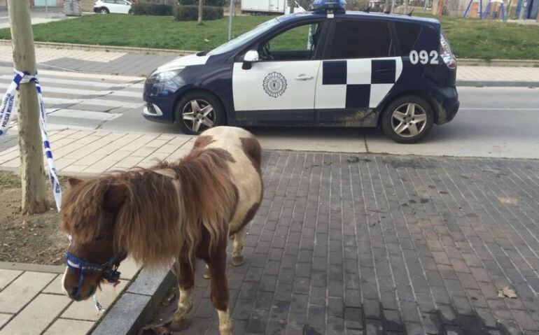 El poni hallado en Las Flores, junto a un coche patrulla de la Policía Local