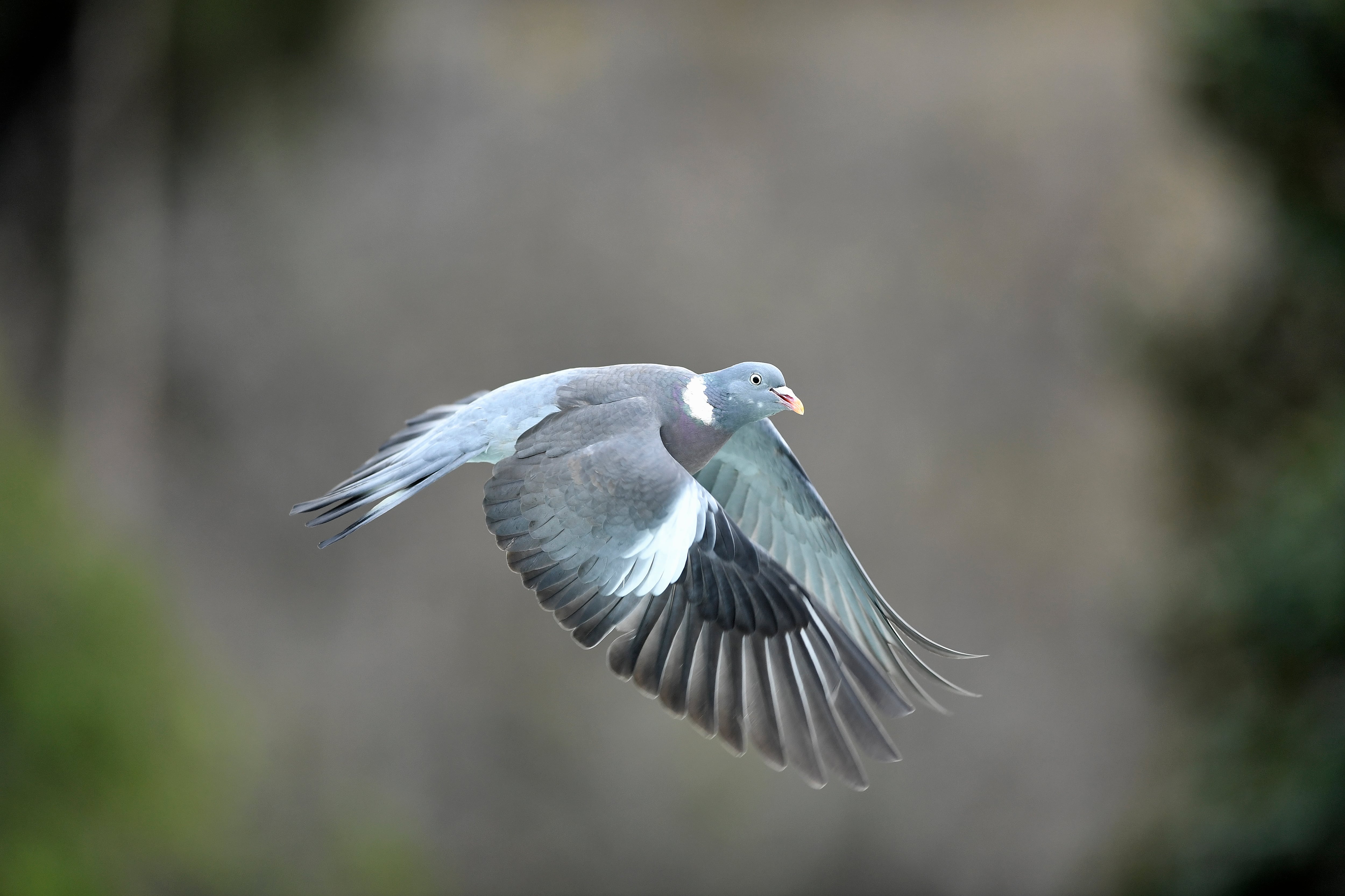 Las marcas blancas identifican a las palomas torcaces