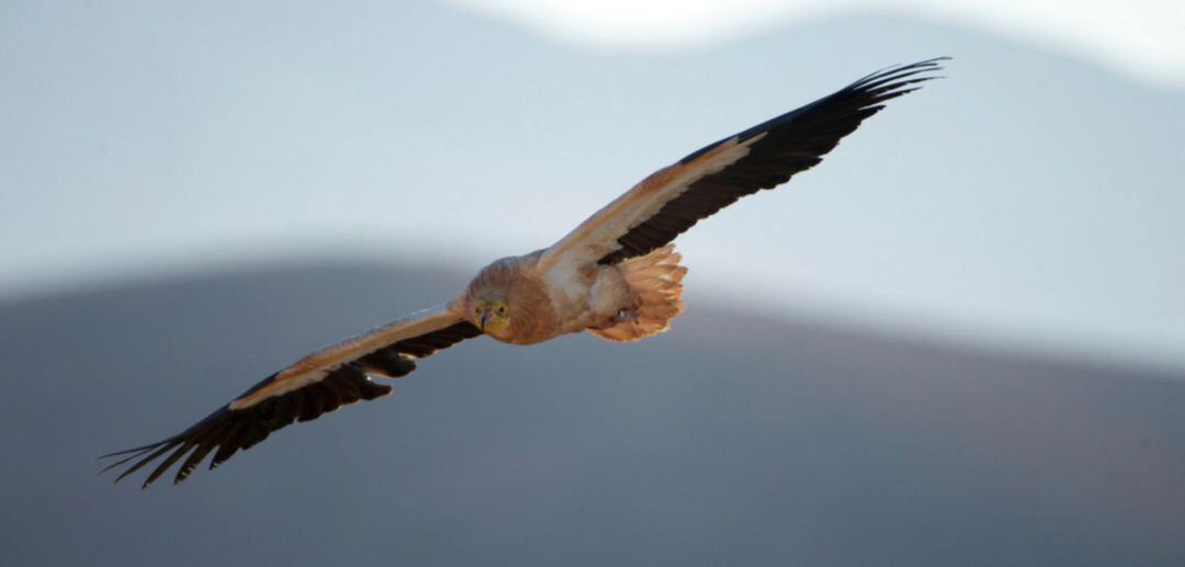 Un guirre captado en Fuerteventura. 