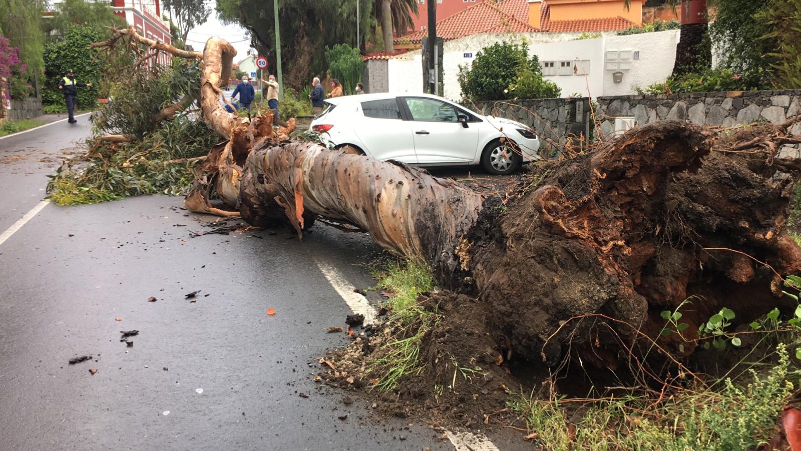 Caída de un árbol en Tafira, Gran Canaria