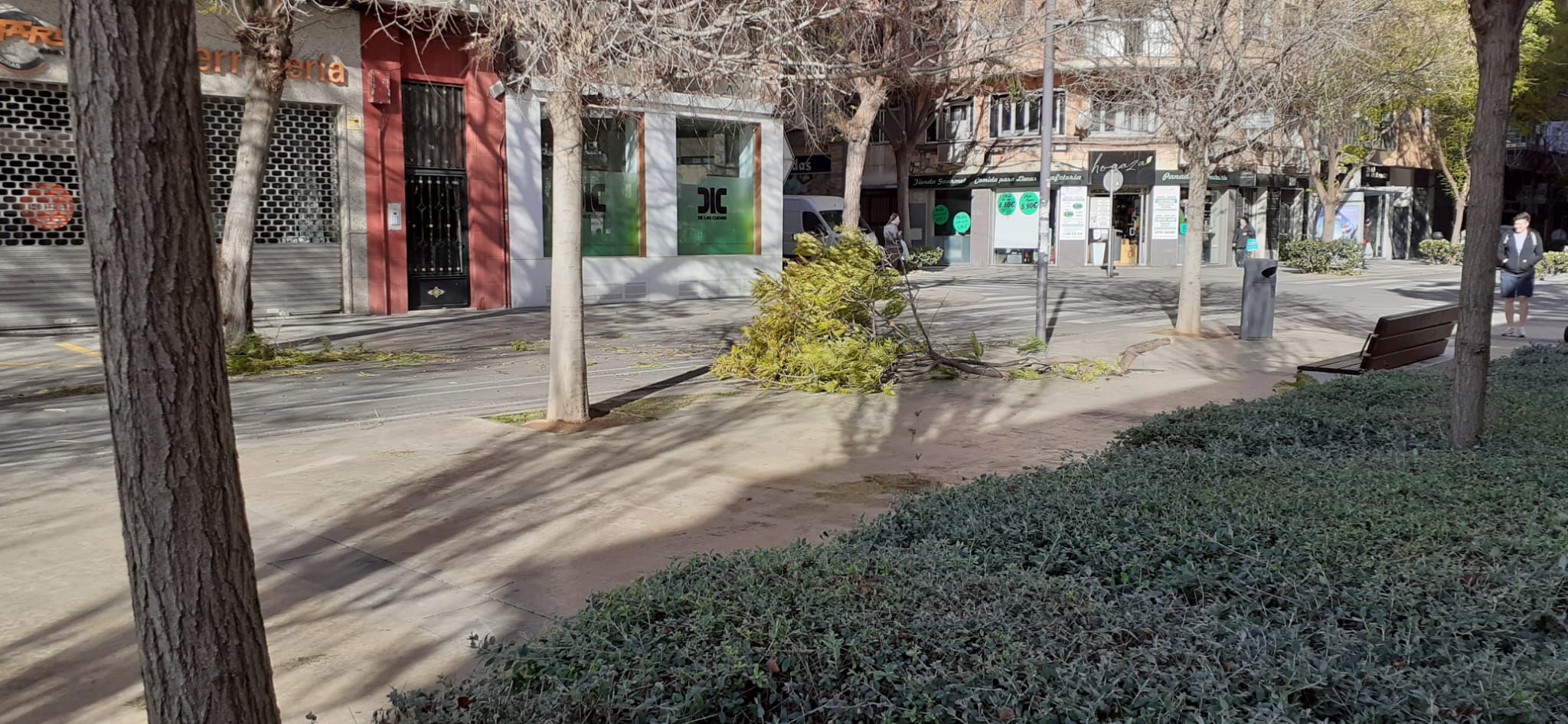 Una gran rama cae por el viento en plaza Séneca de Alicante