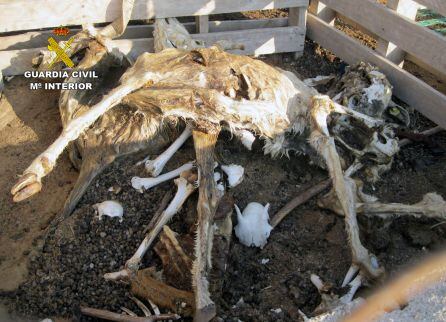 Cadáveres de ganado ovino entre palés