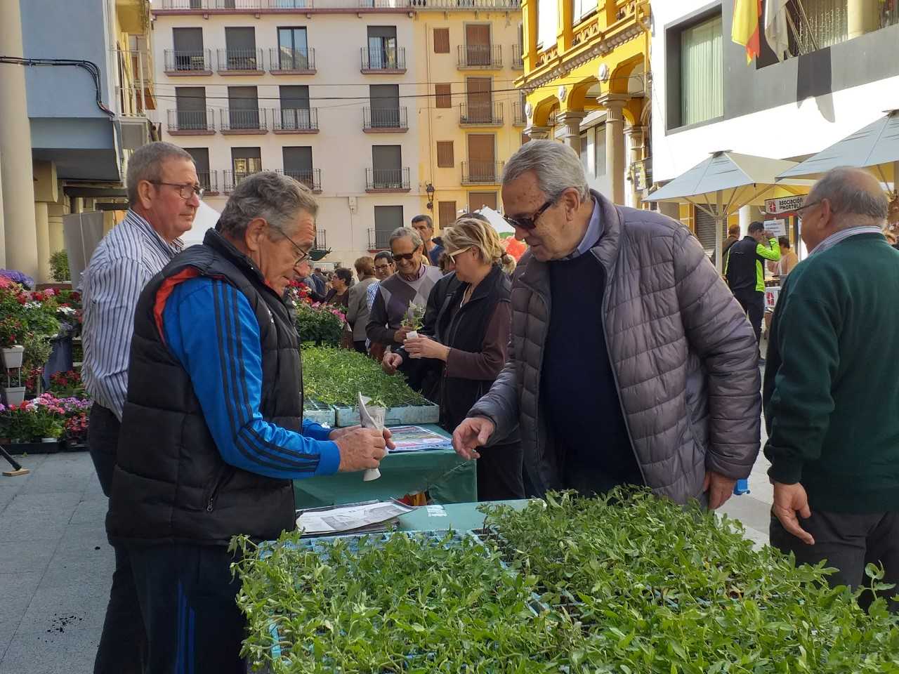 La Fiesta del Plantero repartirá 2.000 plantas de Tomate Rosa 