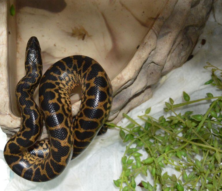 Anaconda nacida en el Río Safari