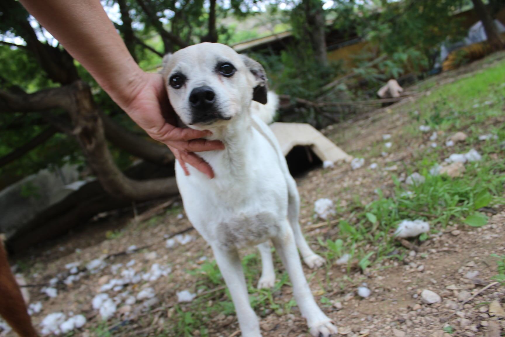 Uno de los perros acogidos por Spama