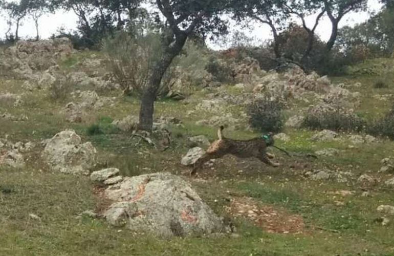 Ejemplar de Lince Ibérico en el momento de su liberación