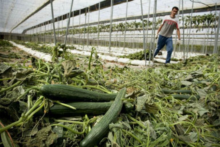 Invernadero de productos hortícolas.