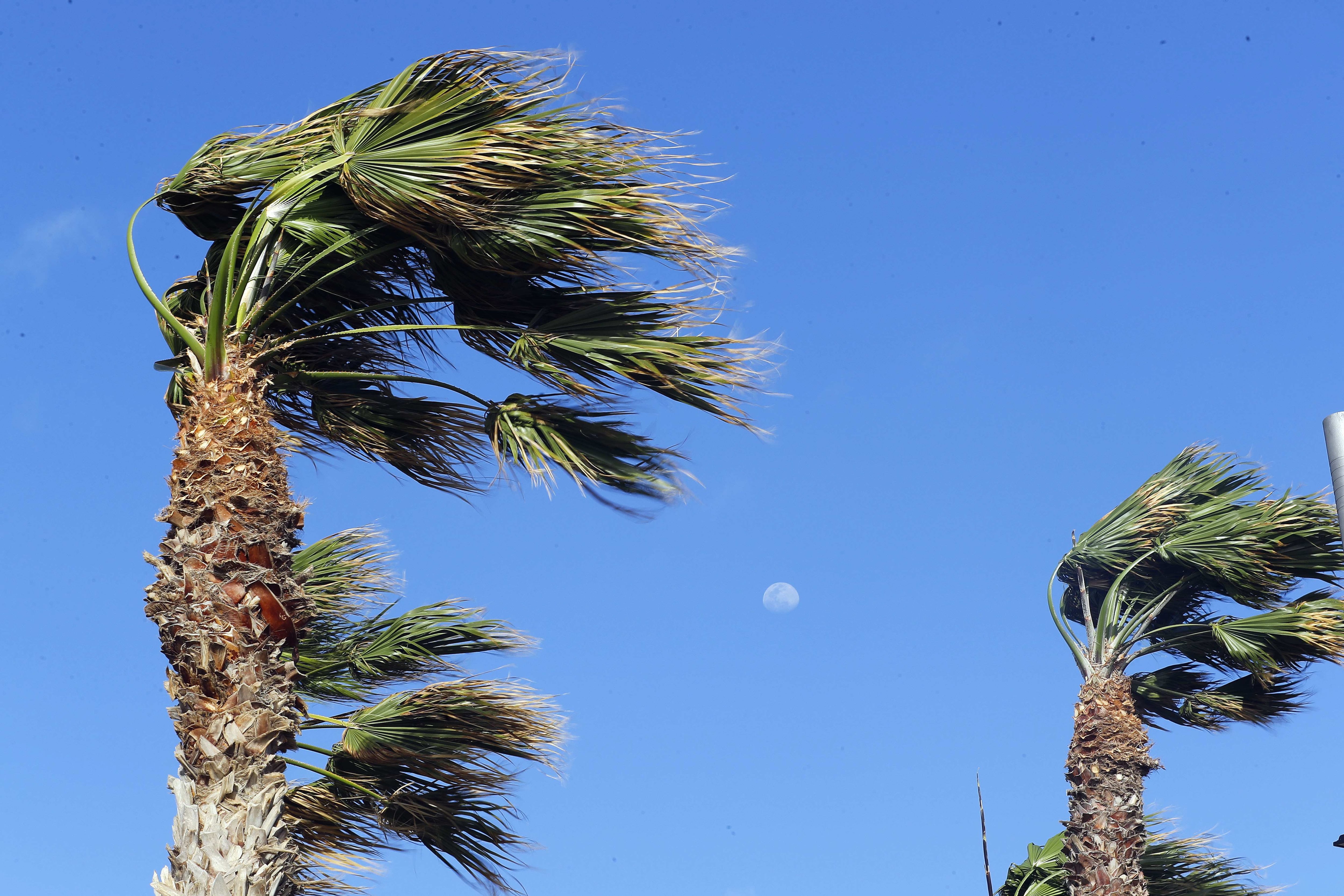 Palmeras azotadas por el viento.