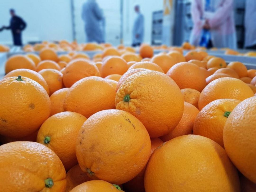 Imagen de archivo de naranjas en un almacén tras su recogida. 