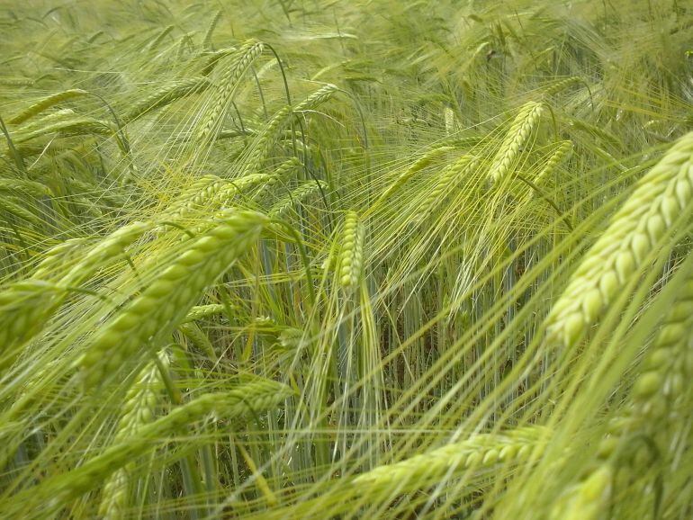 Campo de Cereales