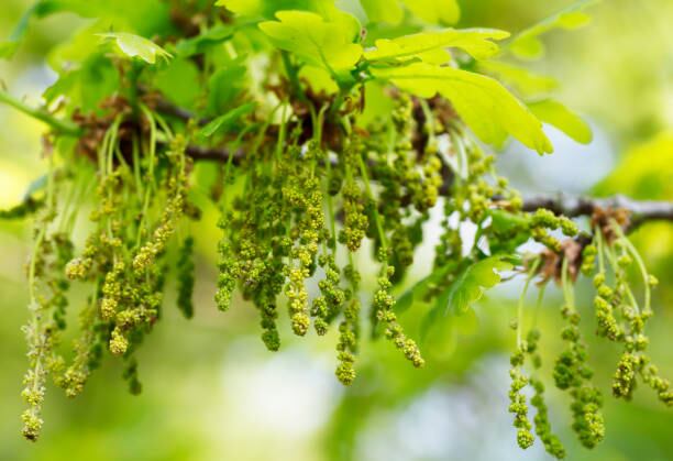 Las hojas de Quercus en floración