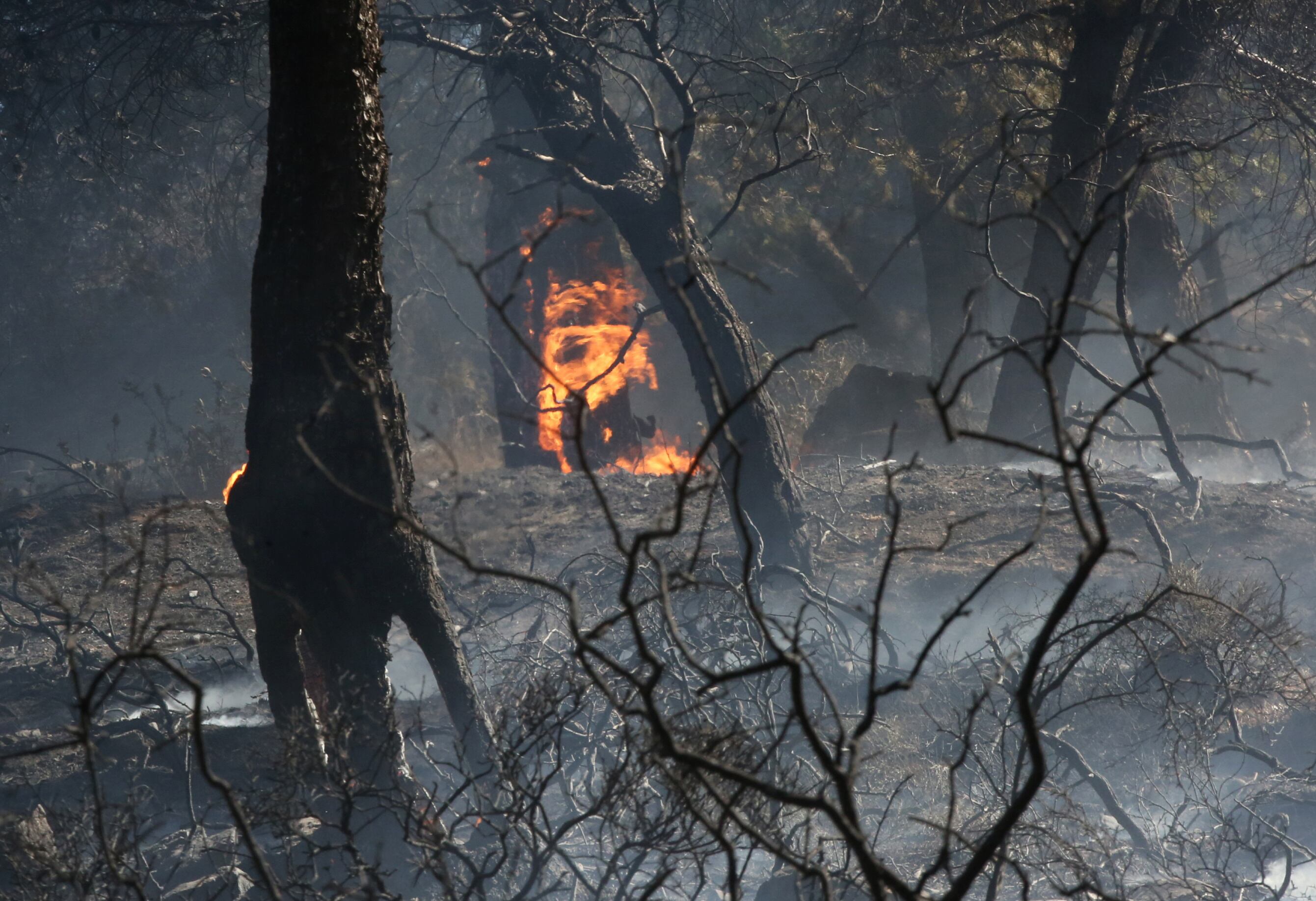 Un incendio forestal