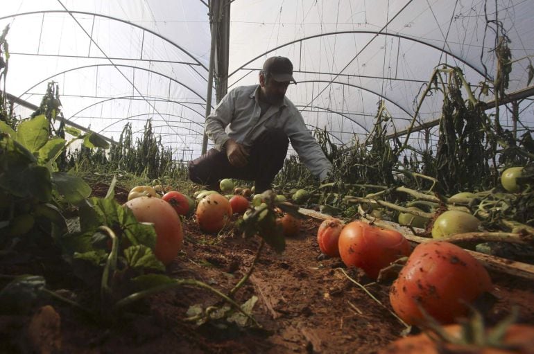 Palestinian farmer Sameer Abu Safi inspects the damage to his tomato field following a snow storm in the West Bank village of Tammon near Nablus January 11, 2015. REUTERS/Abed Omar Qusini (WEST BANK - Tags: SOCIETY ENVIRONMENT AGRICULTURE)