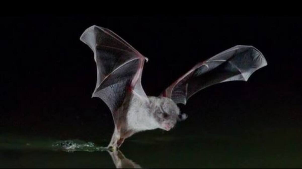 El murciélago ratonero patudo, una especie en peligro de extinción que se puede ver en la Safor
