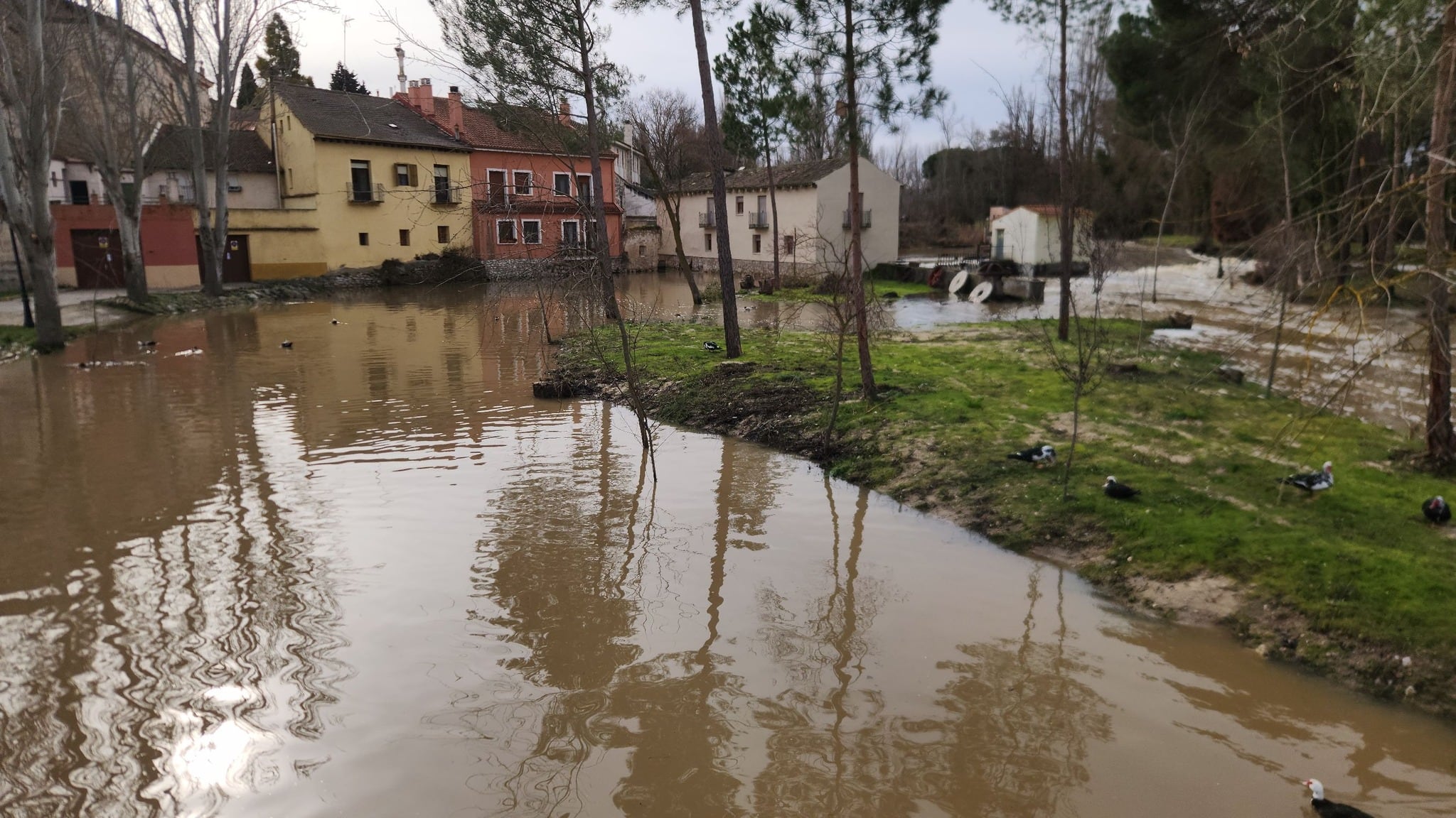 Estado del río en Peñafiel