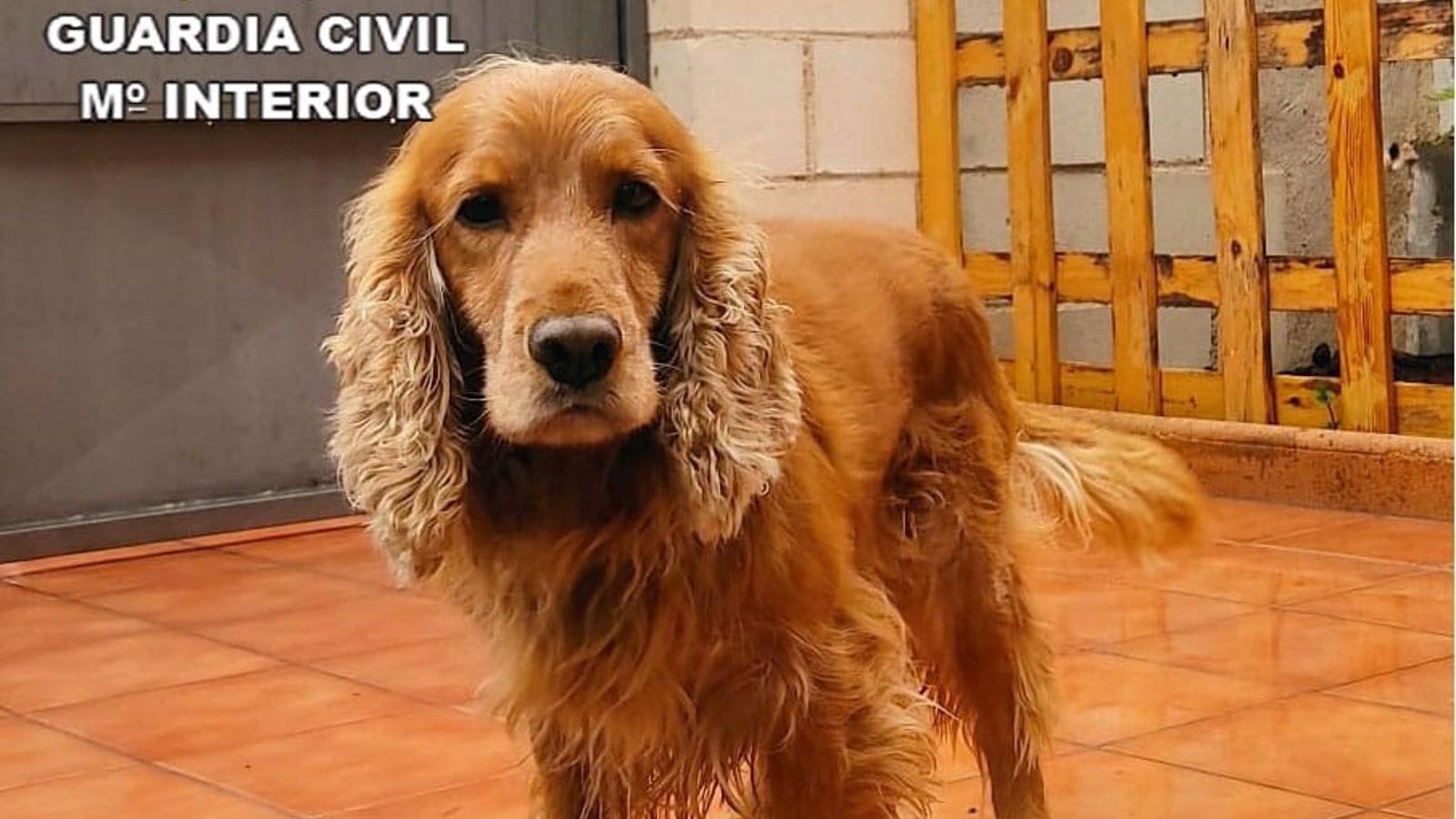 Miki, el perro que ha descubierto a la octogenaria metiendo droga en la cárcel de Soto del Real