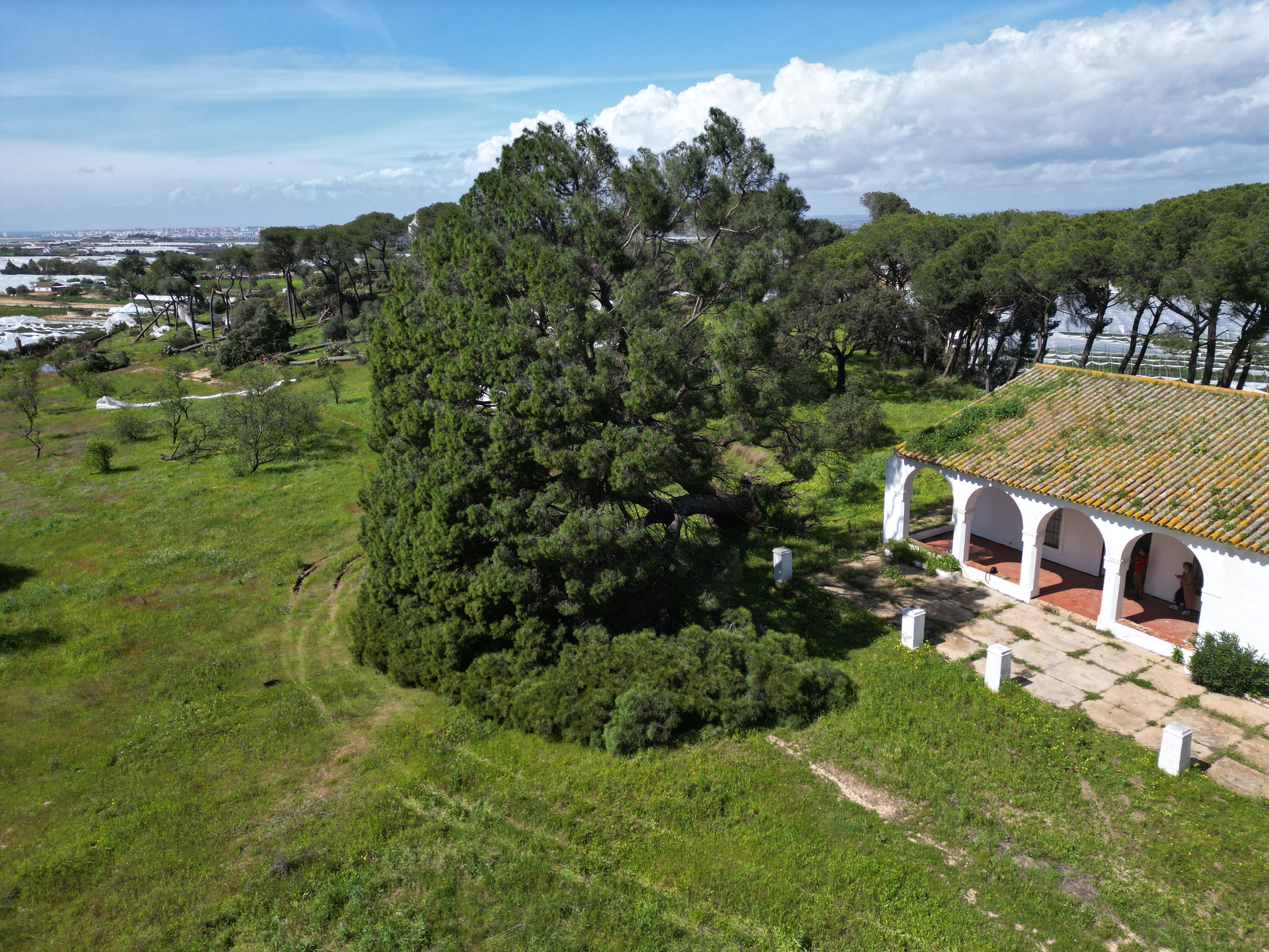 Pino de Fuentepiña, en Moguer