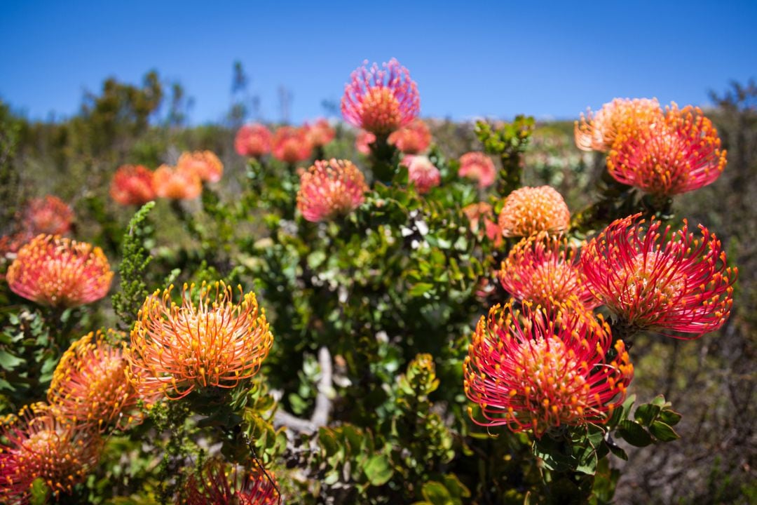 Explosión floral de proteáceas (Leucospermum patersonii) en el fynbos cerca de El Cabo (Sudáfrica).