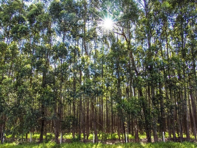 Bosque de eucaliptos