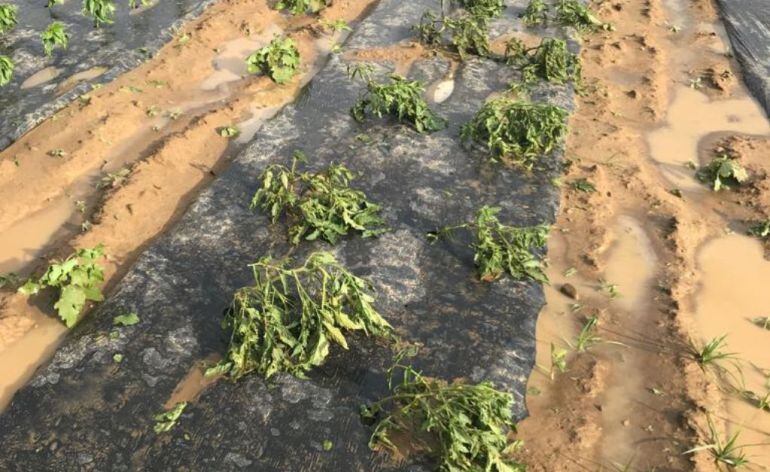 Finca de hortaliza afectada por la tormenta en Fresno de la Vega
