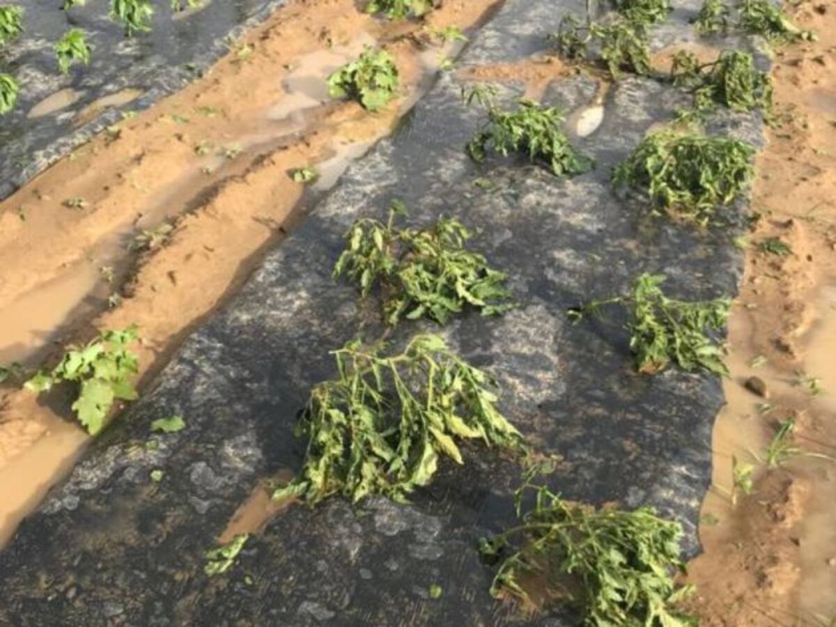 Las tormentas encaman buena parte de los cereales de regadío e inundan las hortalizas en la vega del Esla