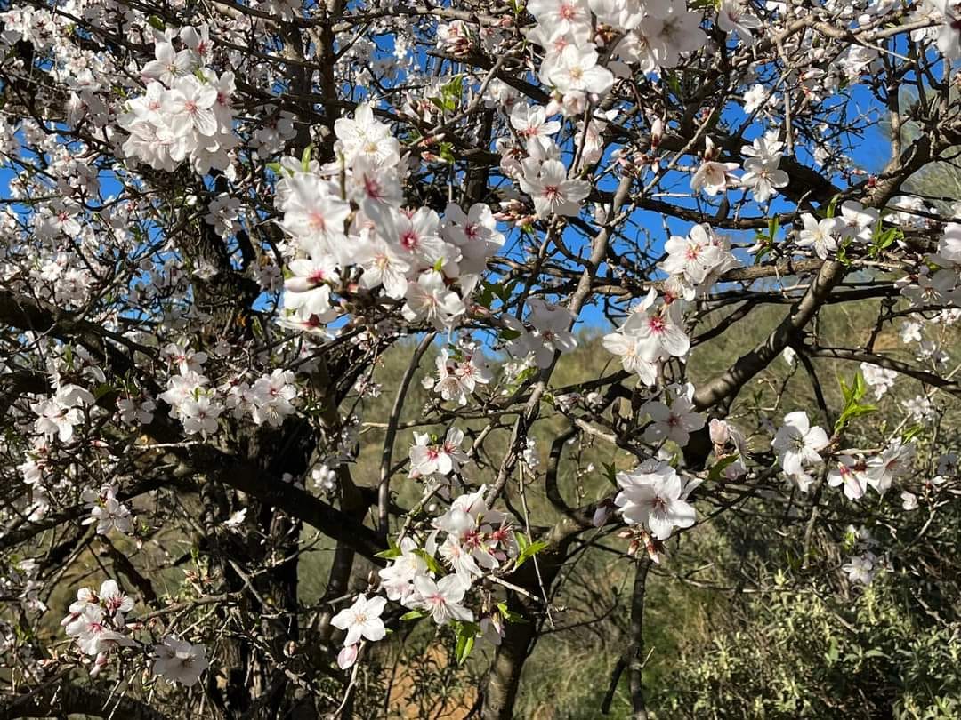 Primeros almendros en flor este invierno en Málaga (Sierra de Belda- Cuevas de San Marcos)