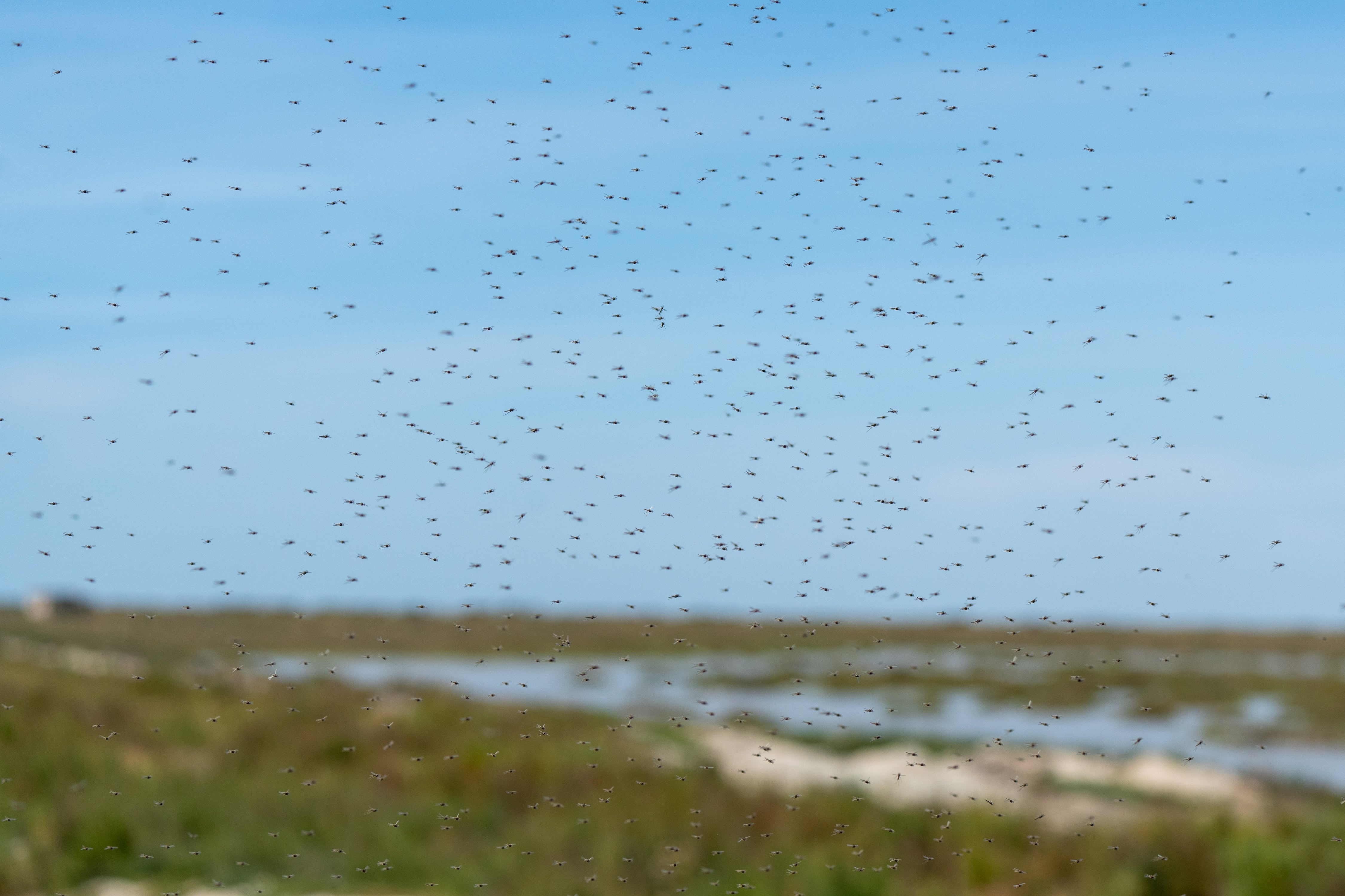 Mosquitos en La Puebla del Rio (Sevilla) a finales de abril de 2024.