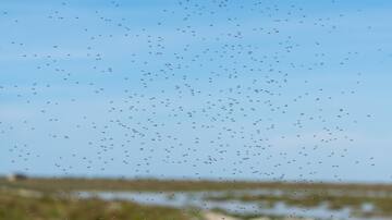 ¿Por qué hay más moscas y mosquitos este año?