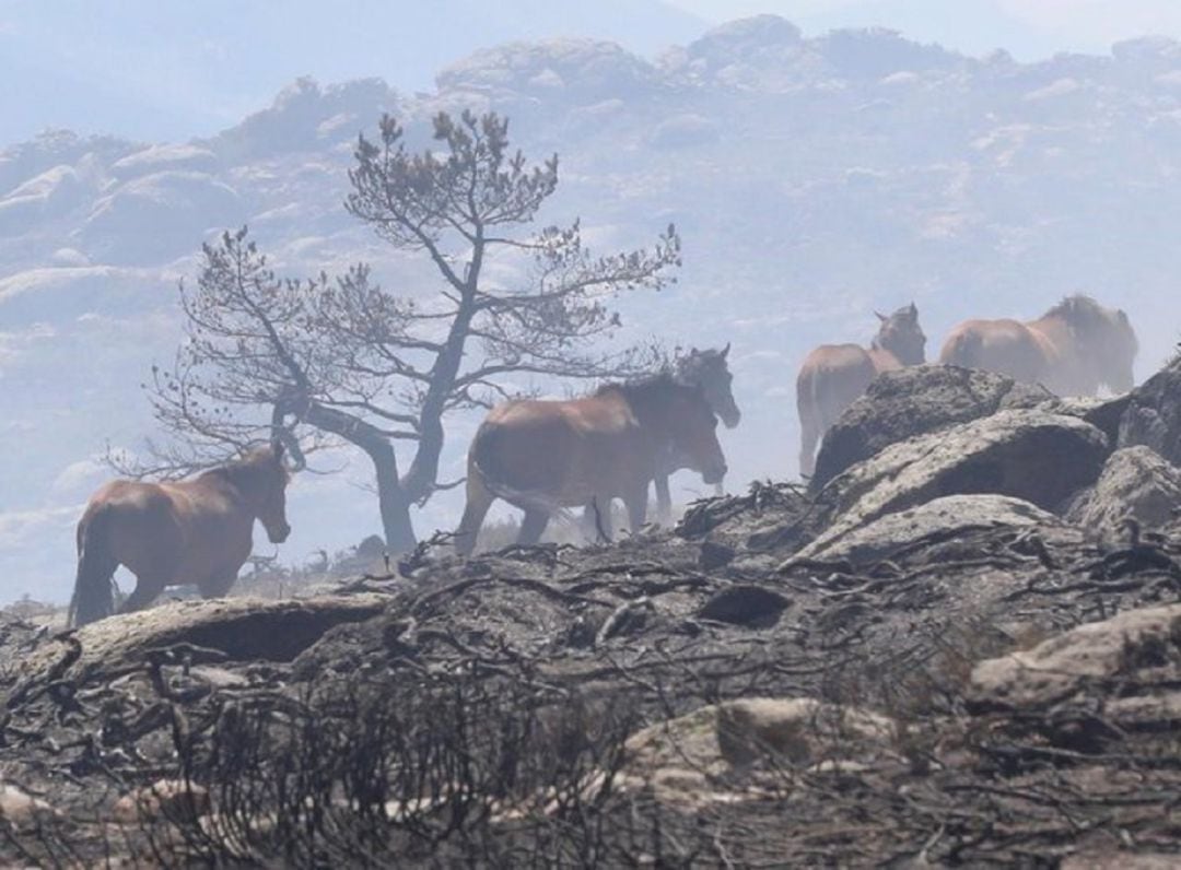 Imagen del grupo de caballos que corrían riesgo de morir quemados en el incendio de La Granja y que fueron salvados por un piloto de la brigada helitransportada de la Comunidad de Madrid.