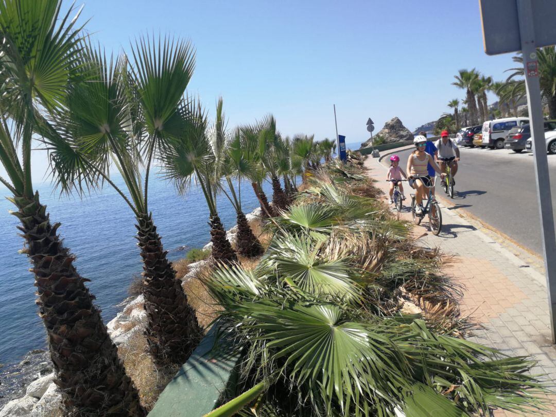 Operarios podan las palmeras en Almuñécar