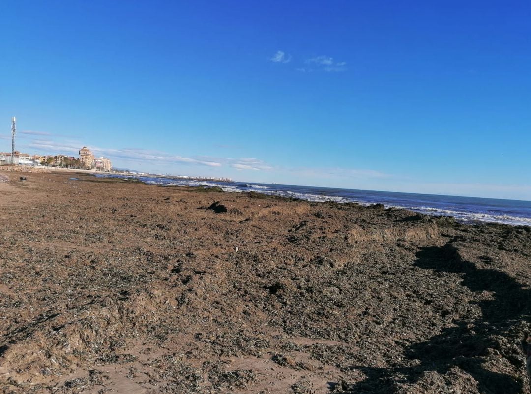 La playa de la Patacona amanece cubierta de algas posidonia y basura tras los últimos temporales en la costa