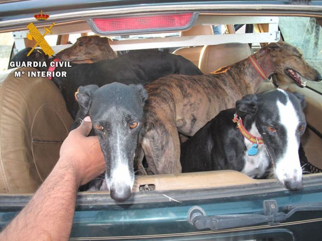 Rescate por parte de la Guardia Civil de galgos robados 