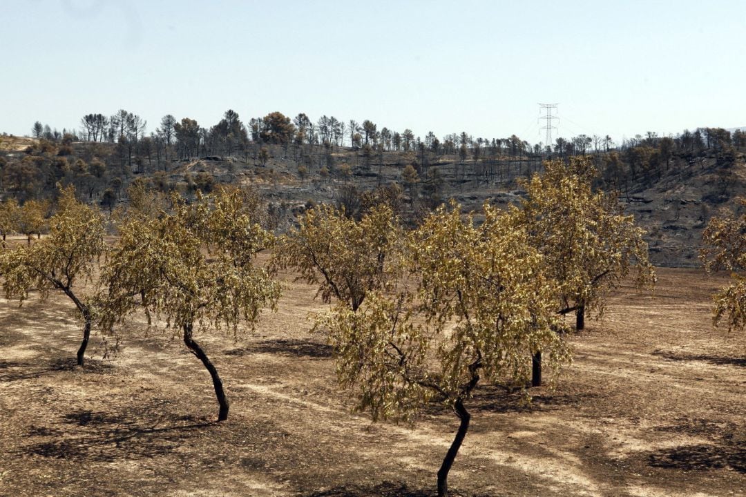 Aspecto de una zona afectada por un incendio.