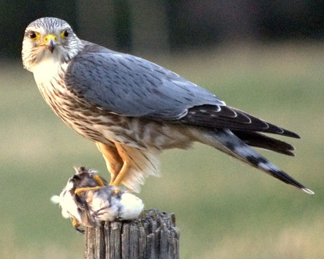 Esmerejón (Falco columbarius)