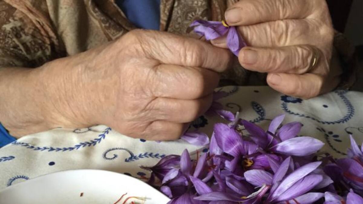 El declive del cultivo tradicional del azafrán en los pueblos de Cuenca