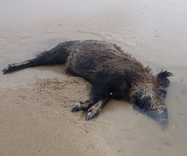 La mar deposita en las playas todos los inviernos numerosos objetos y animales muertos.