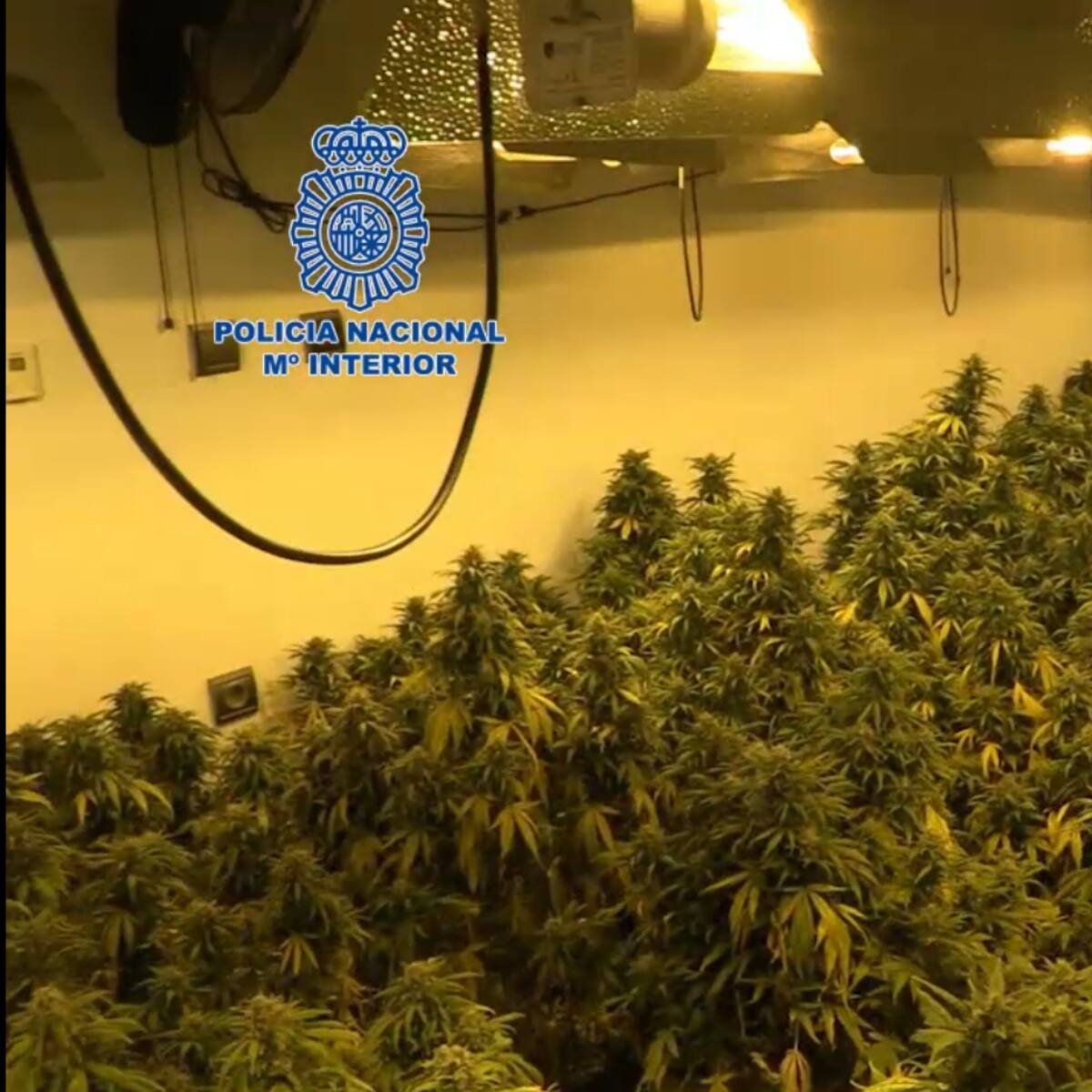Dos detenidos que cultivaban 90 kilos de marihuana en dos naves del polígono industrial San Ginés
