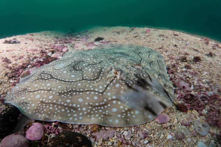 Raya Mosaico o pintarroja