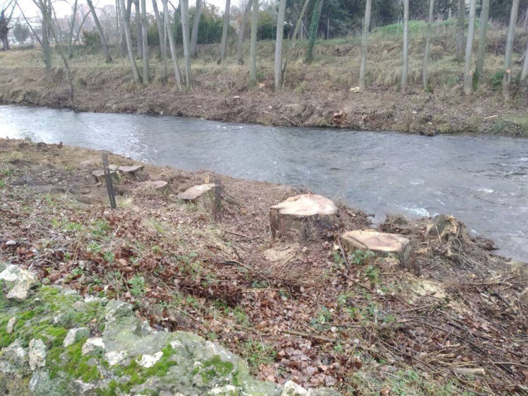 Tala en el río Carrión de Palencia